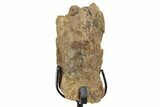 Fossil Hadrosaur Rib Section w/ Metal Stand - South Dakota #339924-1